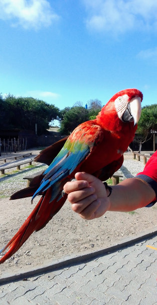 色彩鲜艳的鹦鹉图片下载