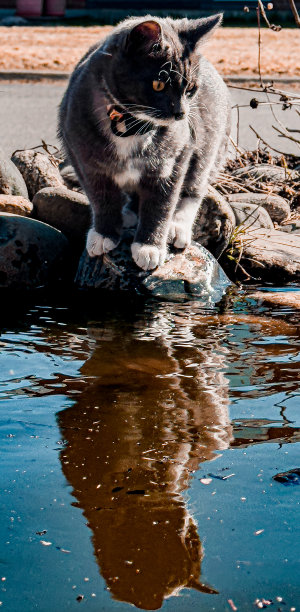 有趣的猫图片下载