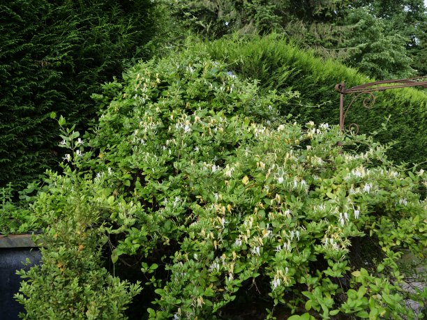 金银花图片下载