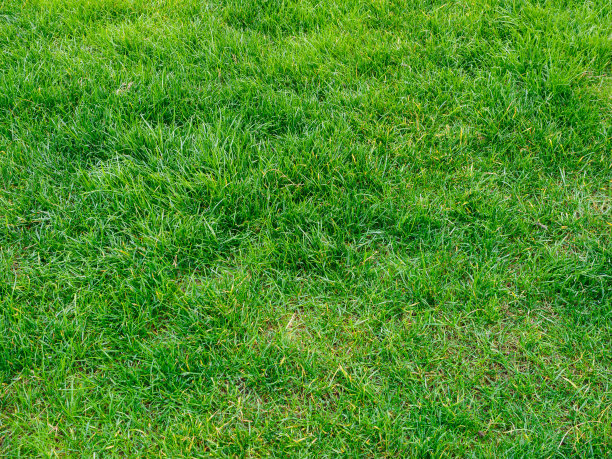 草地的背景图片下载