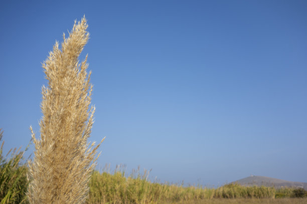 芦苇与天空图片下载