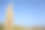 芦苇与天空图片下载