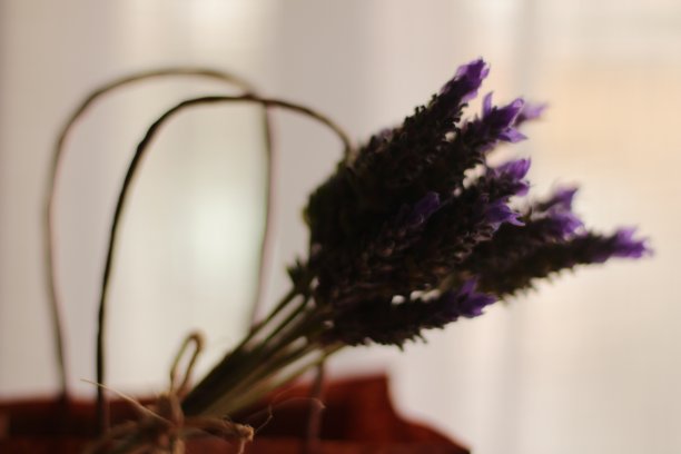 一束装在纸袋里的薰衣草图片下载