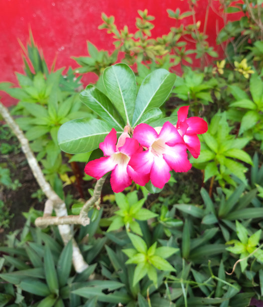 图片来源:柬埔寨，日本的一种植物图片下载