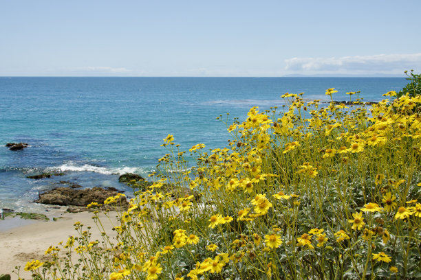 海岸线上盛开着野花图片下载