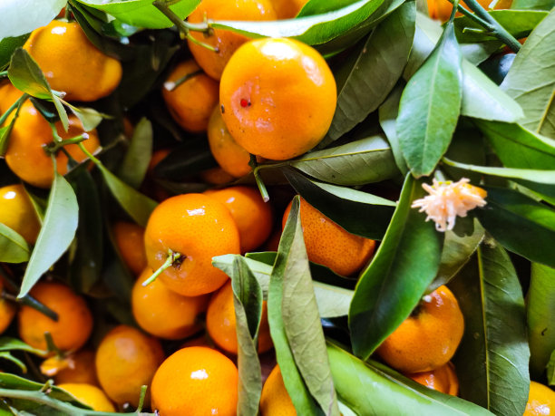 橙果收藏图片下载