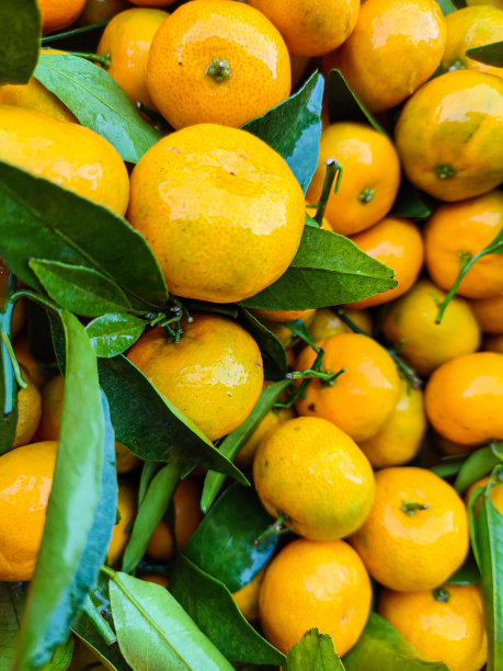 橙果收藏图片下载