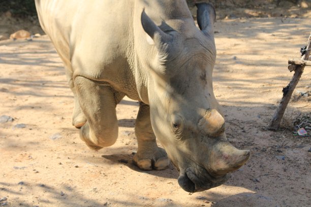 动物园里的犀牛图片下载