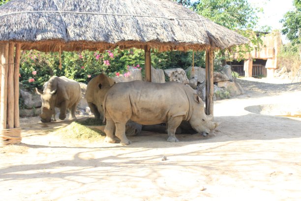 动物园里的犀牛图片下载