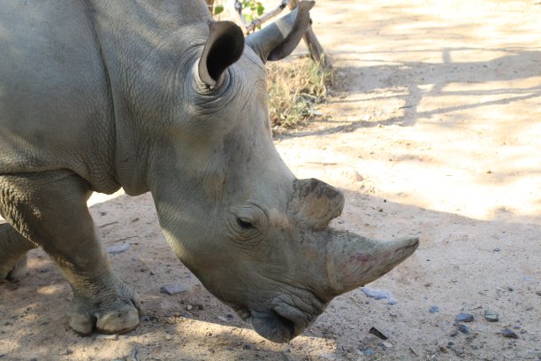 动物园里的犀牛图片下载