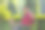 印度高级男子在公园里使用笔记本电脑，露出大腹便便。图片下载