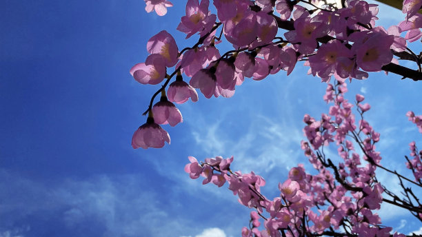 樱花盛开图片下载