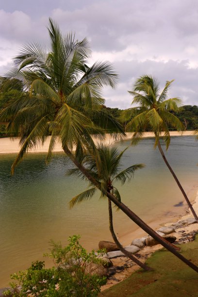 热带的棕榈滩图片下载