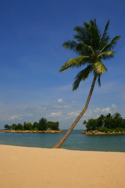 热带地区棕榈树丛生的海滩图片下载