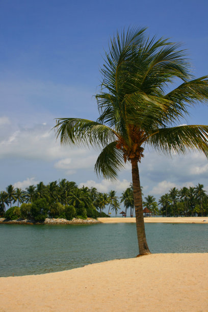 热带地区棕榈树丛生的海滩图片下载