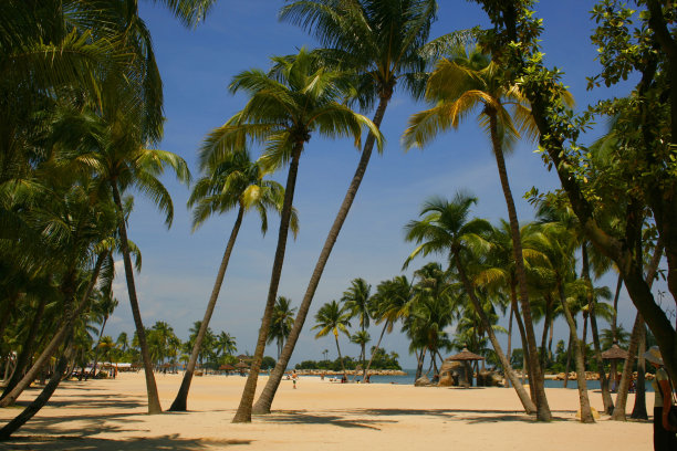热带地区棕榈树丛生的海滩图片下载