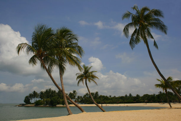 热带地区棕榈树丛生的海滩图片下载