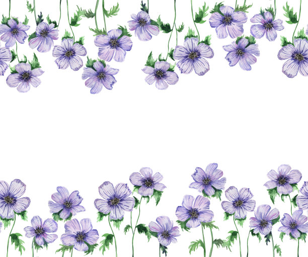 水平无缝边界的春天海葵花。水彩画中海葵的植物成分。新鲜女性设计的框架，纸张，卡片。图片下载