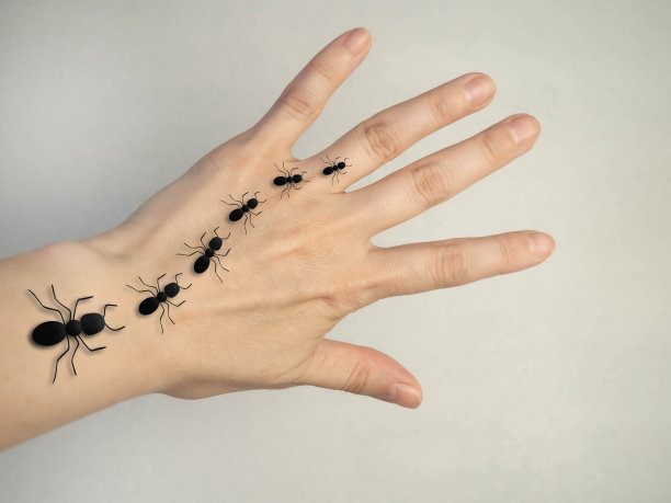 蚂蚁在手上爬行。蚂蚁路径。图片下载