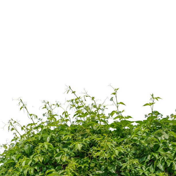 五叶地锦图片下载