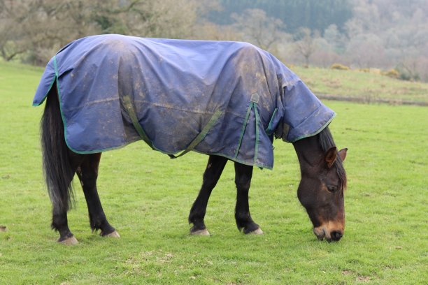 一匹披着冬毯的马在草地上吃草图片下载