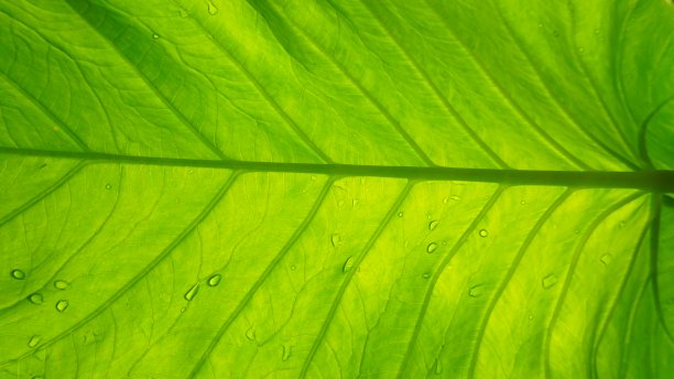 大叶子的细节和纹理图片下载