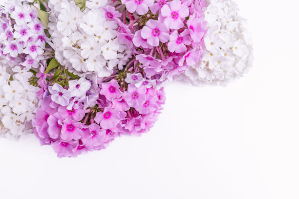 花束白色和粉红色的夹竹桃花与复制空间的婚礼或贺卡图片下载