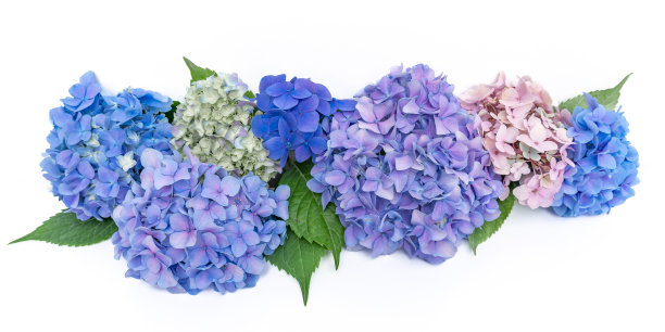 在白色的背景上排列的五颜六色的绣球花图片下载