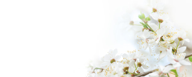 樱花盛开的美丽树枝。美丽抽象的春天背景。横幅。本空间图片下载