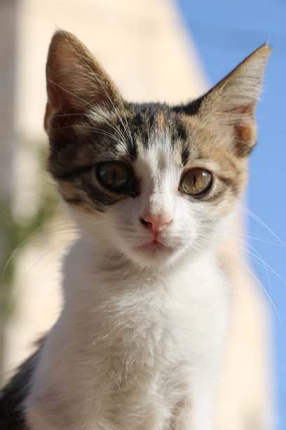 沐浴在阳光下的猫图片下载