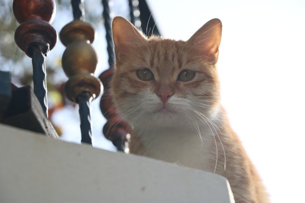 猫咪直视镜头图片下载