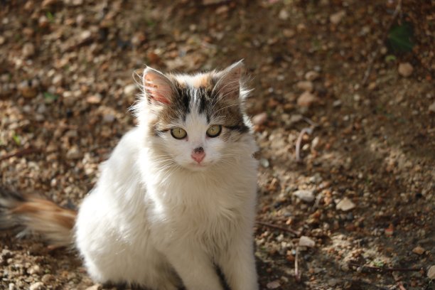 坐在院子里的漂亮猫图片下载