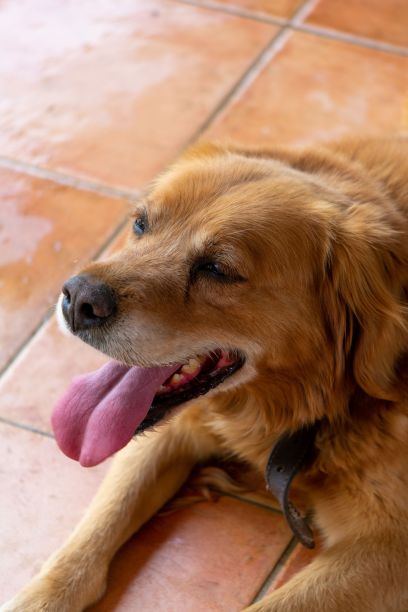 一只可爱的棕色狗在院子里伸出舌头的垂直照片图片下载