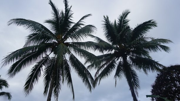 椰子树，低角度。图片下载