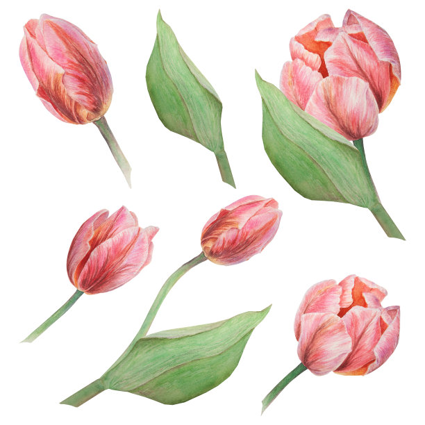 水彩逼真的植物粉红色郁金香插图隔离在白色背景为您的设计，婚礼印刷产品，纸张，请柬，卡片，织物，海报图片下载
