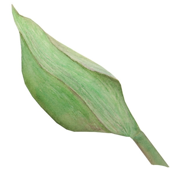 粉红色郁金香的水彩现实植物插图孤立在白色背景为您的设计，婚礼印刷产品，纸张，请柬，卡片，织物，海报图片下载