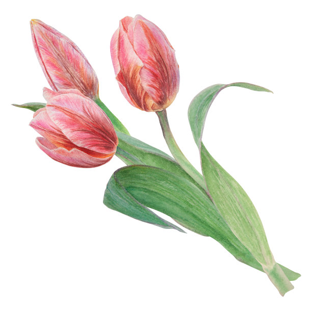 水彩手绘现实植物花束与粉红色郁金香隔离在白色背景为您的设计，婚礼印刷产品，纸张，请柬，卡片，织物，海报插图图片下载