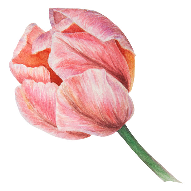 粉红色郁金香的水彩现实植物插图孤立在白色背景为您的设计，婚礼印刷产品，纸张，请柬，卡片，织物，海报图片下载