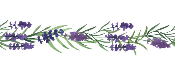普罗旺斯薰衣草花与叶无缝刷。手绘夏季草本水彩剪贴画图片下载