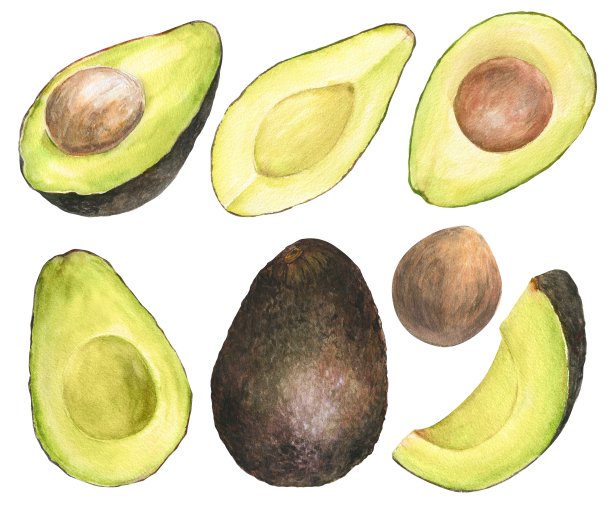 水彩插图一组牛油果在不同的角度和切割，孤立图片下载