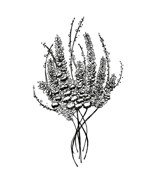 花束薰衣草墨水手绘插图图片下载