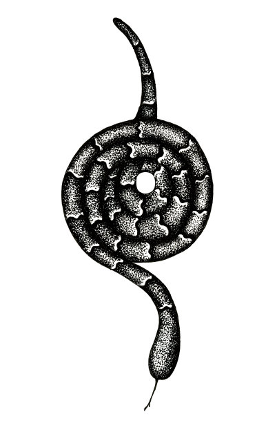 宏伟壮观的蛇孤立在白色的背景图片下载