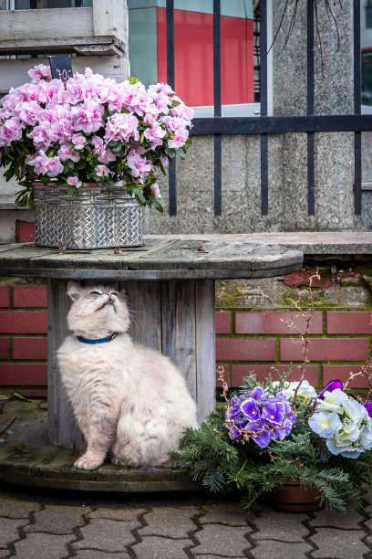 一只白猫坐在花店外花丛中的桌子下面。图片下载