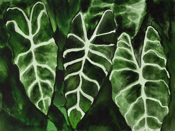 水彩插图的大叶子的优雅芋头植物。图片下载