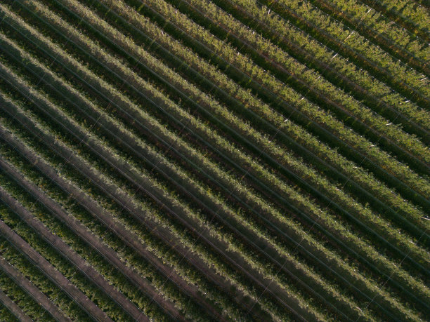苹果园鸟瞰图图片下载