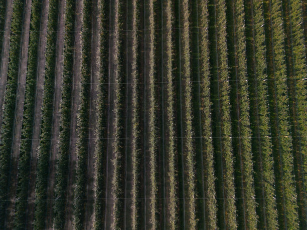 苹果园鸟瞰图图片下载