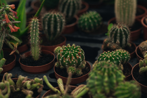 温室里堆放着多肉植物和仙人掌图片下载