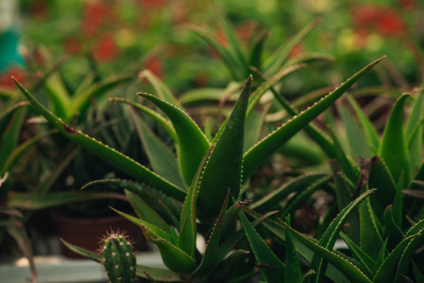 芦荟植物和多肉植物整齐地陈列在温室里图片下载