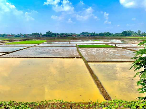稻田图片下载