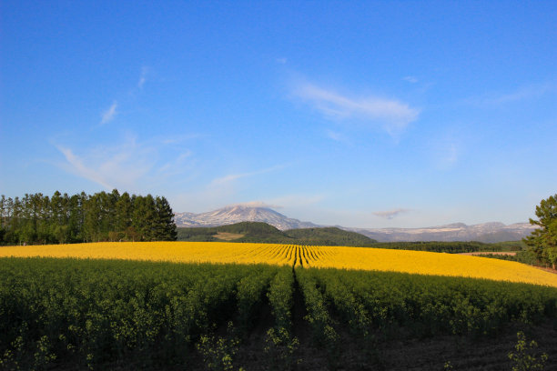 夏天山上有雪，田野有油菜花图片下载